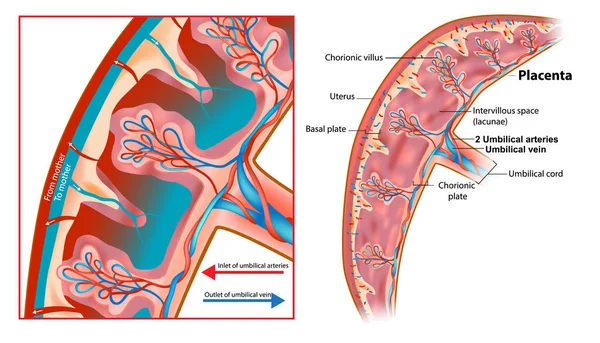 人类胎儿胎盘解剖 绒毛绒毛的结构 胎盘的胎儿部分 胎盘某段的示意图 — 图库照片