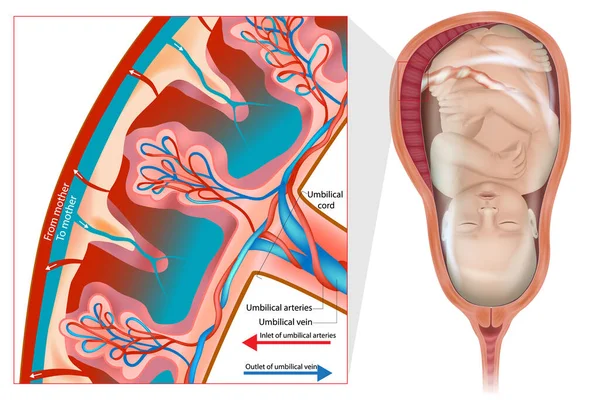 外的循環 プラセンタの構造 妊娠の解剖学 横隔膜動脈と静脈 — ストックベクタ