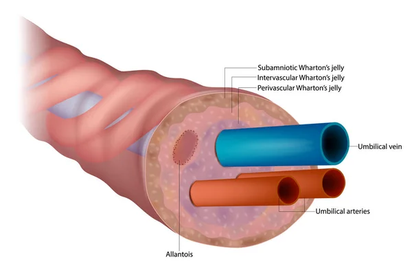 Die Anatomie Der Nabelschnur Querschnittsdiagramm Der Menschlichen Nabelschnur Fetale Zirkulation — Stockvektor