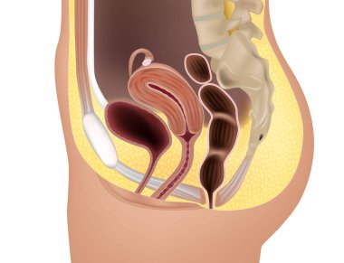 Kadın üreme sistemi ya da ürojenital sistem anatomisi. Üretim sistemi.