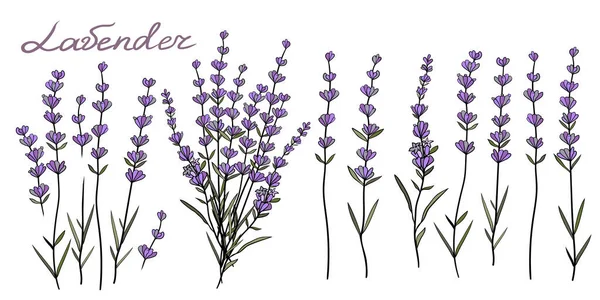 Set Disegnato Mano Disegno Lavanda Pianta Collezione Vintage Fiori Lavanda — Vettoriale Stock