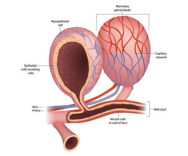 乳腺の泡と乳房の解剖学 上皮性乳分泌細胞 ミルクダクトと分泌細胞 哺乳類のAlveoliと骨髄上皮細胞 乳生産器官 — ストックベクタ