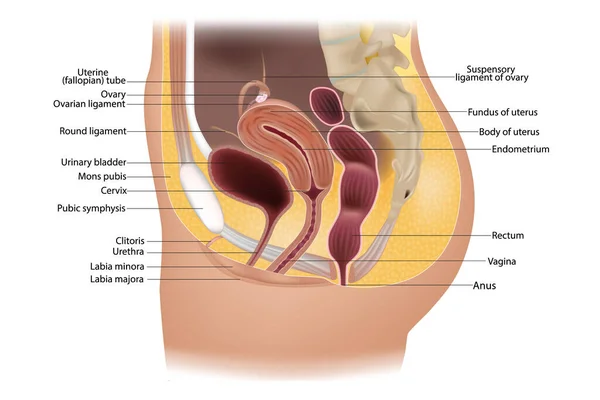 女性の生殖器系や泌尿器系の解剖学 生殖器系だ 子宮卵管と子宮 医用イラスト — ストックベクタ