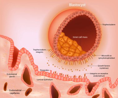 Blastosist implantasyonu. Kavrayıcı endometriyuma yaklaşan bir blastosistin şematik temsili. Blastokist arasındaki erken sinyaller. Embriyonik Gelişim