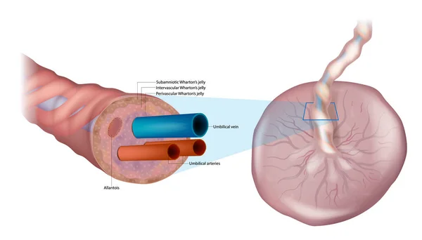 Die Anatomie Der Nabelschnur Querschnittsdiagramm Der Menschlichen Nabelschnur Fetaler Kreislauf — Stockvektor