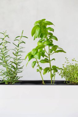 Mutfak bitkileri. Karışık yeşil aromatik otlar. Kekik, fesleğen, biberiye. Evde yetişen Aromatik baharatlar.