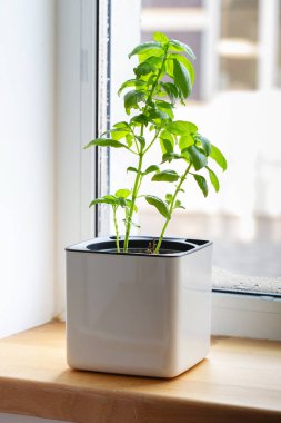 Pencere kenarındaki küp kapta yeşil fesleğen. Kekik saksısı. Mutfak bitkileri. Karışık yeşil aromatik otlar. Kekik, fesleğen, biberiye. Evde yetişen Aromatik baharatlar.