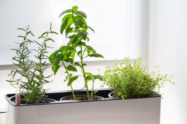 Beyaz küp küpte yeşil kekik. Kekik saksısı. Mutfak bitkileri. Karışık yeşil aromatik otlar. Kekik, fesleğen, biberiye. Evde yetişen Aromatik baharatlar.