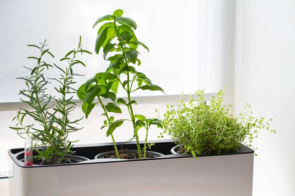 Beyaz küp küpte yeşil kekik. Kekik saksısı. Mutfak bitkileri. Karışık yeşil aromatik otlar. Kekik, fesleğen, biberiye. Evde yetişen Aromatik baharatlar.