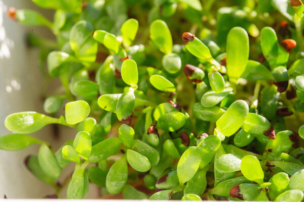 Alfalfa micro herbs. Sprouting Microgreens. Seed Germination at home. Vegan and healthy eating concept. Sprouted alfalfa Seeds, Micro greens. Growing sprouts. Green living concept. Organic food.