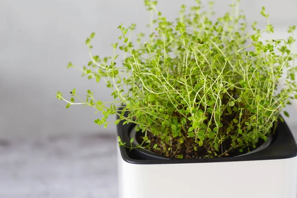 Tomillo Verde Una Olla Cubo Blanco Una Planta Tomillo Maceta Imagen De Stock