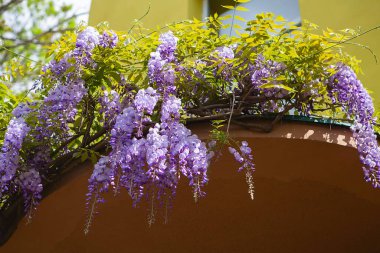 Bahar mevsiminde salkım ağacı çiçek açar. Garden 'daki güzel Wisteria çiçeğine yaklaş. Sıcak mayıs havası. Bahar mevsiminde çiçek açan salkımlar, internet bahar pankartları. Bahar çiçeği arkaplanı.