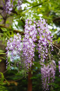 Bahar mevsiminde salkım ağacı çiçek açar. Garden 'daki güzel Wisteria çiçeğine yaklaş. Sıcak mayıs havası. Bahar mevsiminde çiçek açan salkımlar, internet bahar pankartları. Bahar çiçeği arkaplanı.