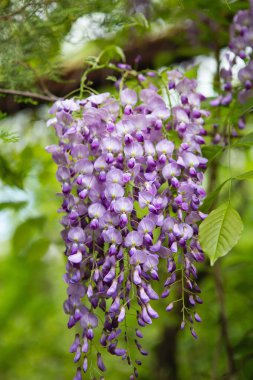 Bahar mevsiminde salkım ağacı çiçek açar. Garden 'daki güzel Wisteria çiçeğine yaklaş. Sıcak mayıs havası. Bahar mevsiminde çiçek açan salkımlar, internet bahar pankartları. Bahar çiçeği arkaplanı.