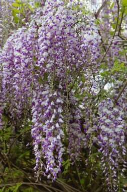Bahar mevsiminde salkım ağacı çiçek açar. Garden 'daki güzel Wisteria çiçeğine yaklaş. Sıcak mayıs havası. Bahar mevsiminde çiçek açan salkımlar, internet bahar pankartları. Bahar çiçeği arkaplanı.