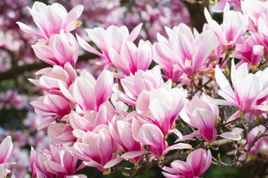 Manolya ağacı baharda çiçek açar. Yumuşak pembe çiçekler güneş ışığında yıkanıyor. Sıcak nisan havası. Baharda çiçek açan manolya ağacı, bahar zamanı internet afişi. Bahar çiçeği arkaplanı.