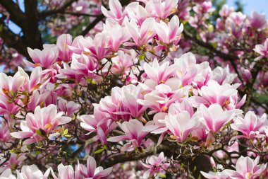 Manolya ağacı baharda çiçek açar. Yumuşak pembe çiçekler güneş ışığında yıkanıyor. Sıcak nisan havası. Baharda çiçek açan manolya ağacı, bahar zamanı internet afişi. Bahar çiçeği arkaplanı.