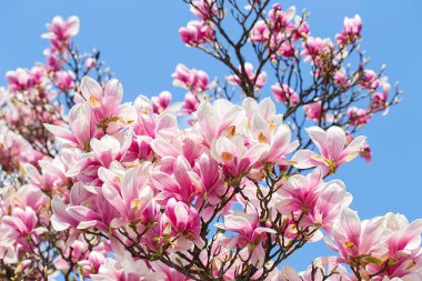 Manolya ağacı baharda çiçek açar. Yumuşak pembe çiçekler güneş ışığında yıkanıyor. Sıcak nisan havası. Baharda çiçek açan manolya ağacı, bahar zamanı internet afişi. Bahar çiçeği arkaplanı.