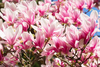 Manolya ağacı baharda çiçek açar. Yumuşak pembe çiçekler güneş ışığında yıkanıyor. Sıcak nisan havası. Baharda çiçek açan manolya ağacı, bahar zamanı internet afişi. Bahar çiçeği arkaplanı.