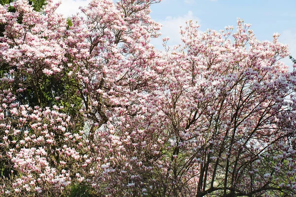 Magnolia Virágzik Tavasszal Lágy Rózsaszín Virágok Fürdenek Napfényben Meleg Áprilisi — Stock Fotó