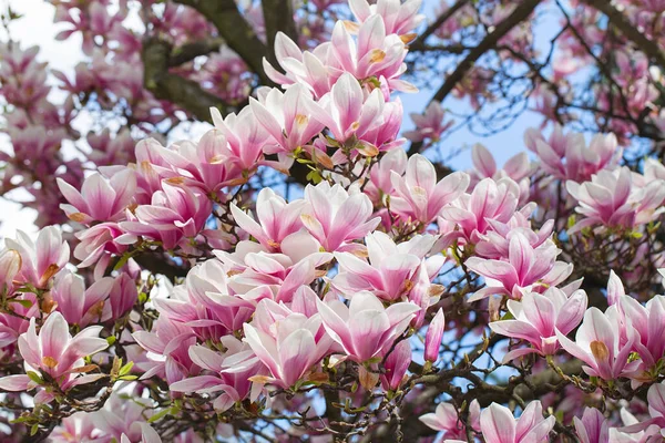 Drzewo Magnolii Kwitnie Wiosną Delikatne Różowe Kwiaty Kąpiel Słońcu Ciepła — Zdjęcie stockowe