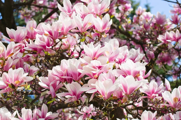 Magnolia Tree Blossom Springtime Tender Pink Flowers Bathing Sunlight Warm — Stock Photo, Image