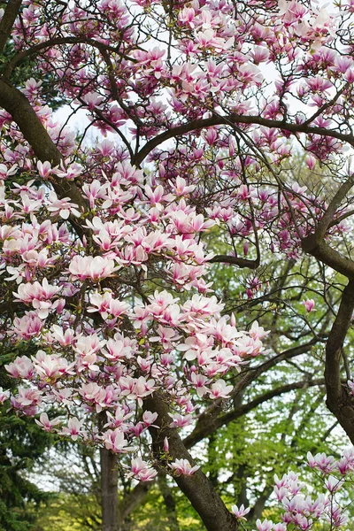 Magnolia Arbre Fleurissent Printemps Fleurs Roses Tendres Baignant Dans Lumière — Photo