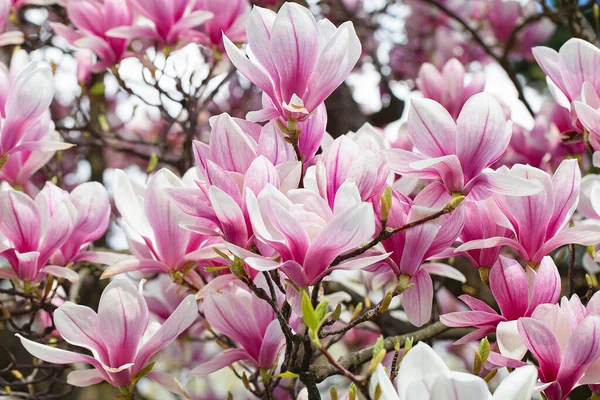 Magnólia Árvore Florescer Primavera Flores Rosa Concurso Banhar Luz Sol Fotografia De Stock