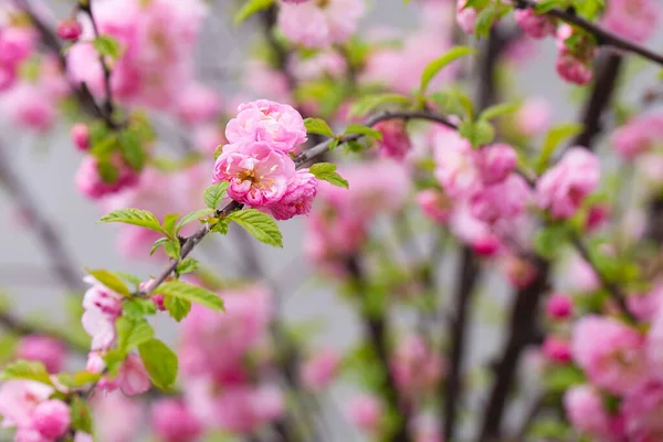 Sakura Virágzik Tavasszal Lágy Rózsaszín Virágok Fürdenek Napfényben Meleg Áprilisi — Stock Fotó