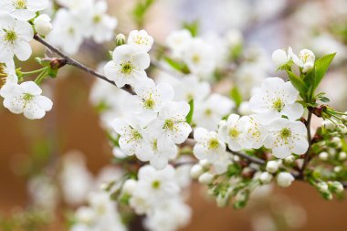 İlkbaharda meyve ağacı çiçek açar. Gün ışığında yıkanan yumuşak beyaz çiçekler. Sıcak nisan havası. Baharda çiçek açan ağaç, baharda internet afişi. Bahar çiçeği arkaplanı.