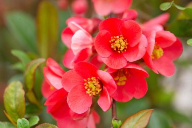 Ayva çiçeğinin parlak kırmızı çiçekleri, Chaenomeles speciosa, çalılık. Dikenli bir yaprak döken ya da yarı yeşil bir çalılık. Japon ayva ya da Çin ayvası olarak da bilinir. Bahar çiçeği arkaplanı.