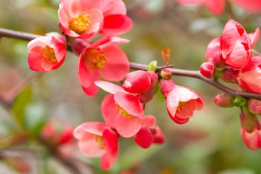 Ayva çiçeğinin parlak kırmızı çiçekleri, Chaenomeles speciosa, çalılık. Dikenli bir yaprak döken ya da yarı yeşil bir çalılık. Japon ayva ya da Çin ayvası olarak da bilinir. Bahar çiçeği arkaplanı.