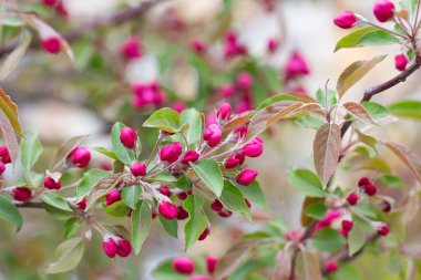 İlkbaharda meyve ağacı çiçek açar. Yumuşak pembe çiçekler güneş ışığında yıkanıyor. Sıcak nisan havası. Baharda çiçek açan ağaç, baharda internet afişi. Bahar çiçeği arkaplanı.