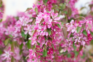 İlkbaharda meyve ağacı çiçek açar. Yumuşak pembe çiçekler güneş ışığında yıkanıyor. Sıcak nisan havası. Baharda çiçek açan ağaç, baharda internet afişi. Bahar çiçeği arkaplanı.