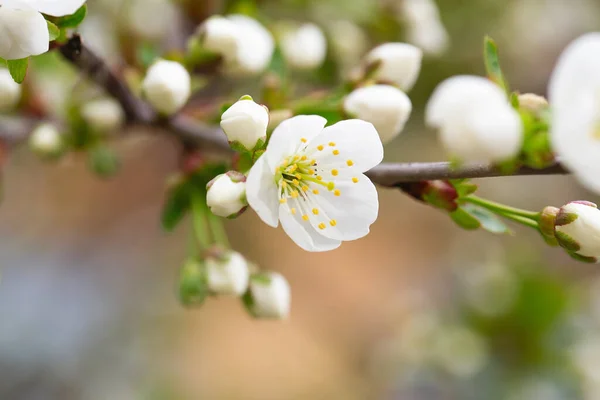 Gyümölcsfa Tavaszi Virágzása Lágy Fehér Virágok Fürdenek Napfényben Meleg Áprilisi — Stock Fotó