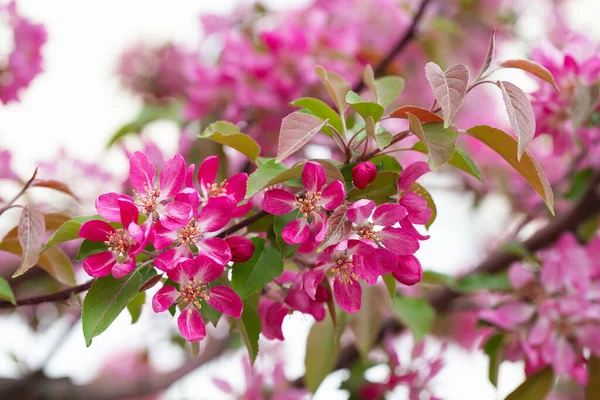 Fruit Tree Blossom Springtime Tender Pink Flowers Bathing Sunlight Warm — Stock Photo, Image