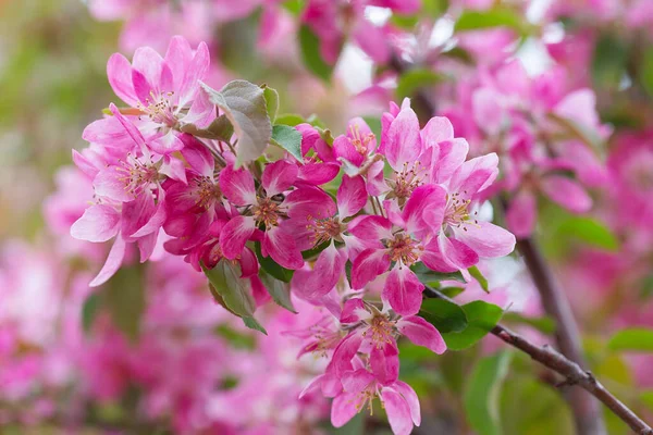 Gyümölcsfa Tavaszi Virágzása Lágy Rózsaszín Virágok Fürdenek Napfényben Meleg Áprilisi — Stock Fotó