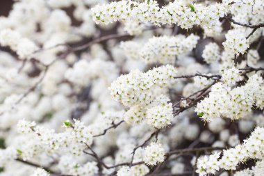 Baharda beyaz ağaç çiçek açar. Gün ışığında yıkanan narin çiçekler. Güzel kiraz çiçeği sakura. Baharda çiçek açan ağaç, baharda internet afişi. Bahar çiçeği arkaplanı.