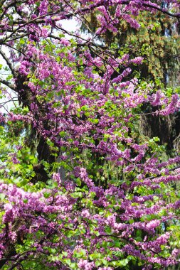 Avrupa Cercis 'i, Yahuda ağacı ya da Avrupa kırmızısı. Cercis silikastrum 'un pembe çiçeklerine yakın çekim. Cercis, baklagiller (Fabaceae) familyasından bir çalı türü..