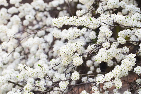 Fehér Virágzik Tavasszal Lágy Virágok Fürdenek Napfényben Gyönyörű Cseresznyevirág Szakura — Stock Fotó