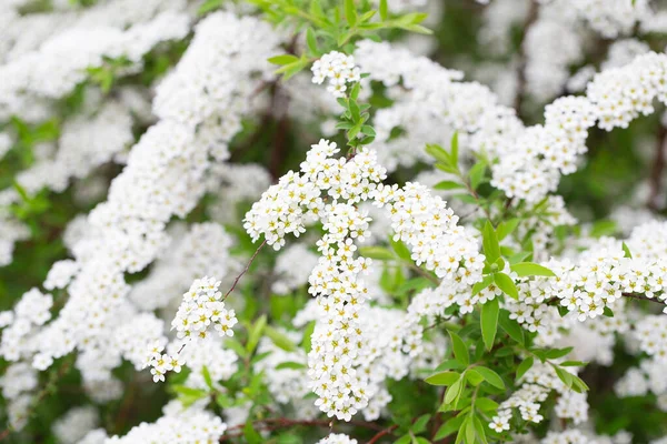 Kwiat Spirea Nipponica Snowmound Wiosnę Białe Kwiaty Spirea Ogrodzie Krzewy — Zdjęcie stockowe