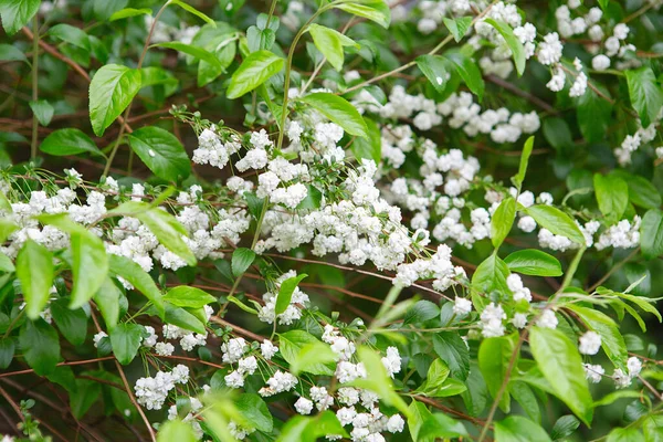 Kwiat Spiraea Prunifolia Wiosną Białe Kwiaty Spirea Ogrodzie Krzewy Ozdobne — Zdjęcie stockowe