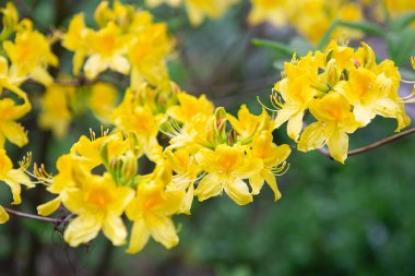 Botanik bahçesinde Japon rhododendronu (rhododendron japonicum). Baharda çiçek açan rhododendron, baharda internet afişi. Bahar çiçeği arkaplanı.