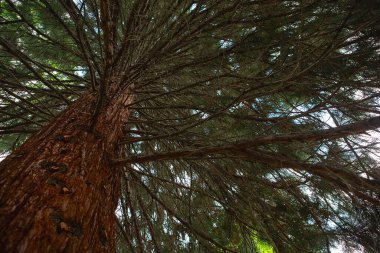 Aşağıdan sekoya dallarına kadar bak. Büyük sekoya