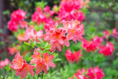 Botanik bahçesinde Japon rhododendronu (rhododendron japonicum). Baharda çiçek açan rhododendron, baharda internet afişi. Bahar çiçeği arkaplanı.