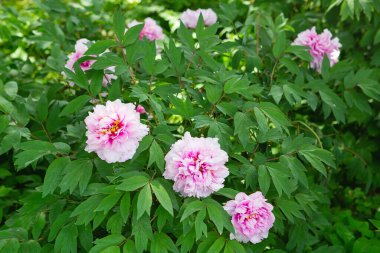 Pembe şakayık. Yumuşak pembe çiçekler güneş ışığında yıkanıyor. Parlak pembe şakayık baharın başlarında çiçek açtı, İnternet bahar pankartıydı. Bahar çiçeği arkaplanı.