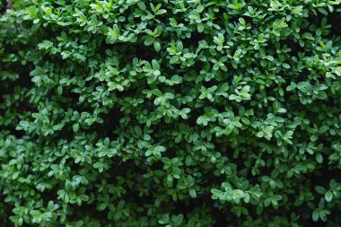 Yeşil yapraklar arka planda. Banyan Ağacı 'nın yeşil yaprağı (Ficus annulata Blume), bahçeyi süslemek için çalılar, internet yeşil yaprak pankartı. Bahar çiçeği arkaplanı.