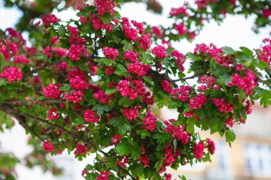 Parkta inanılmaz bir diken tomurcuklanıyor. İçinde Paul 'un Kızıl Dikeni ya da Crataegus Laevigata çiçekleri olan ağaç dalları. Bir şahin dikeninin kan kırmızısı (Crataegus sanguinea Pall.)