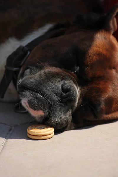 Yerde yatan sevimli buldog.