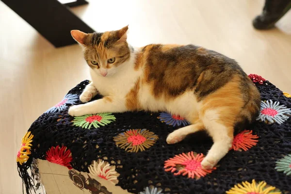 Kedi yavrusu pouf üzerinde yatıyor.